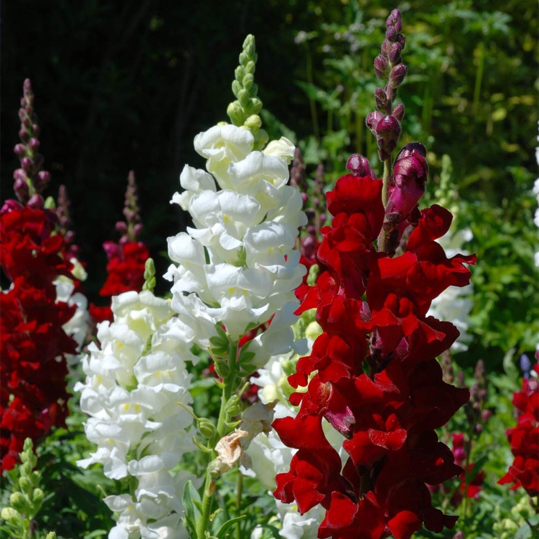 KCT GARDEN Open-pollinated snapdragon seeds sustain future plantings and color.