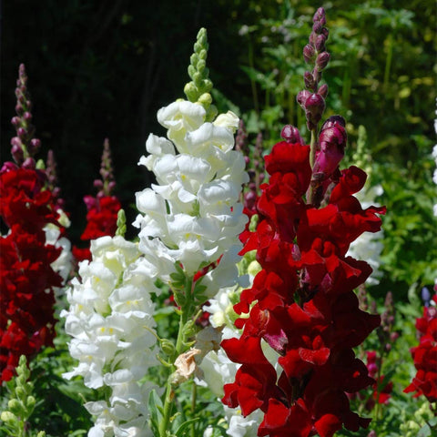 KCT GARDEN Open-pollinated snapdragon seeds sustain future plantings and color.