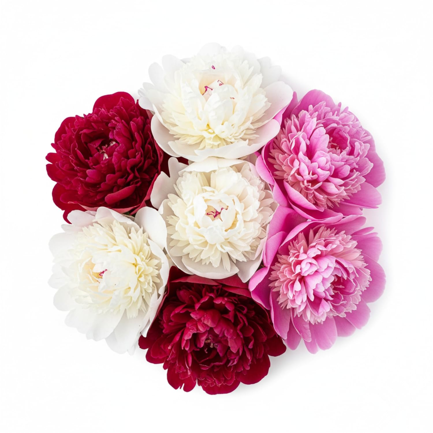 KCT GARDEN peony bloom close-up with lush petals and color