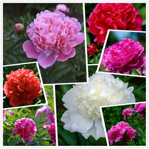 KCT GARDEN easy planting peony seeds for beginners in a sunny bed