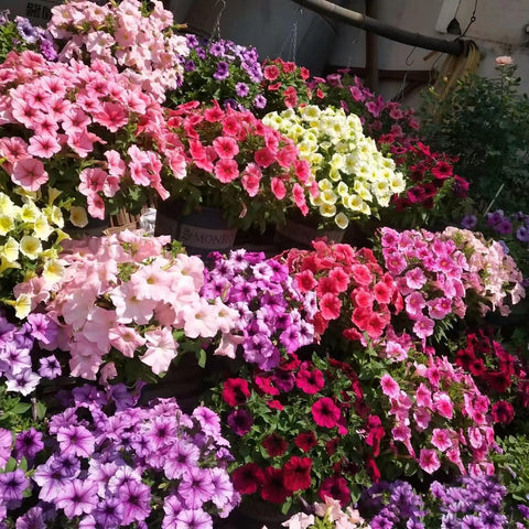 KCT GARDEN Petunia seeds for outdoor beds and balconies with sun and water