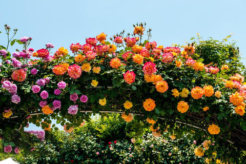 KCT GARDEN rose climber on a trellis creating a vertical focal point