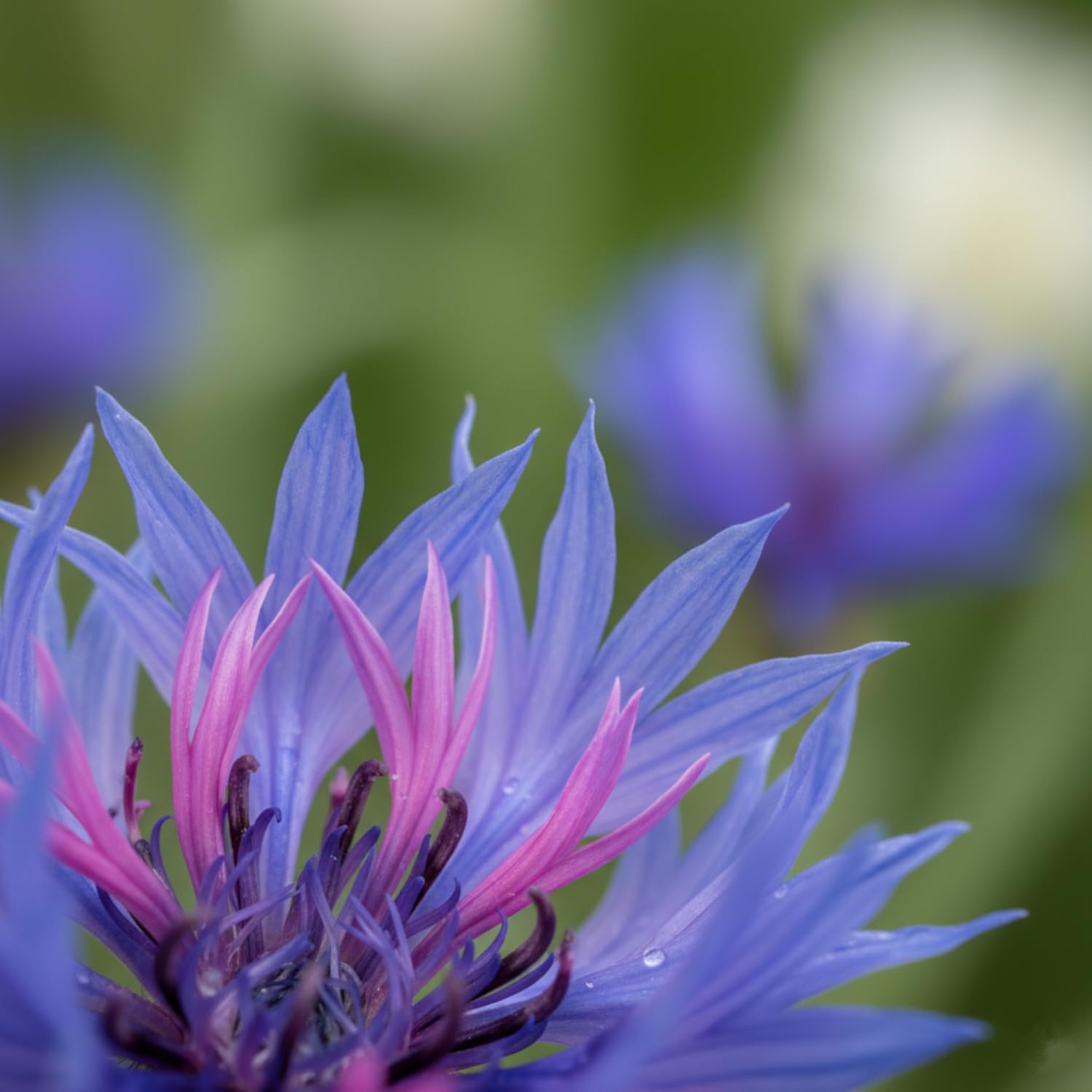 KCT GARDEN direct sow in early spring for quick blooms.