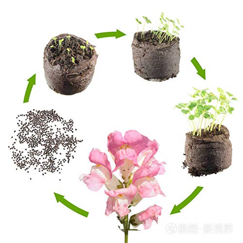 KCT GARDEN Snapdragon in containers and borders with bright, cheerful blooms.