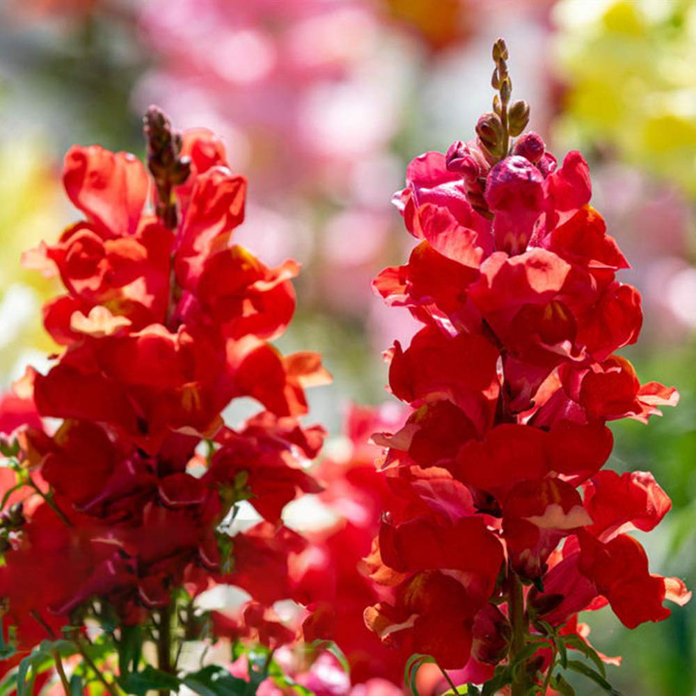 KCT GARDEN Snapdragon plants add vertical interest with tall flower spikes.