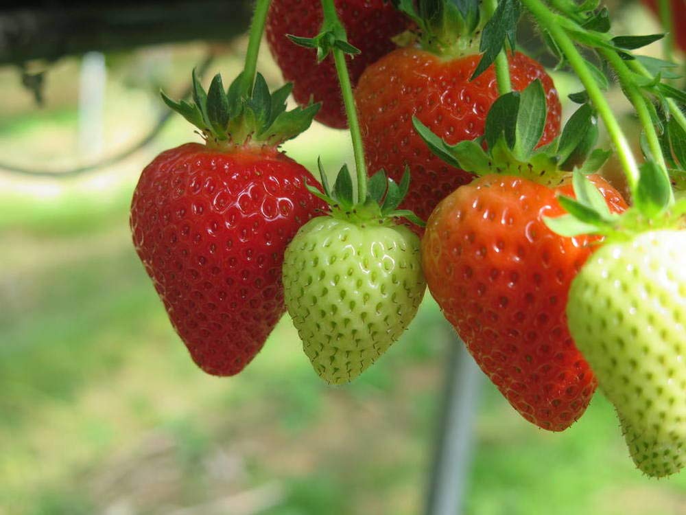 Compact balcony setup with strawberry plants in a vertical arrangement.