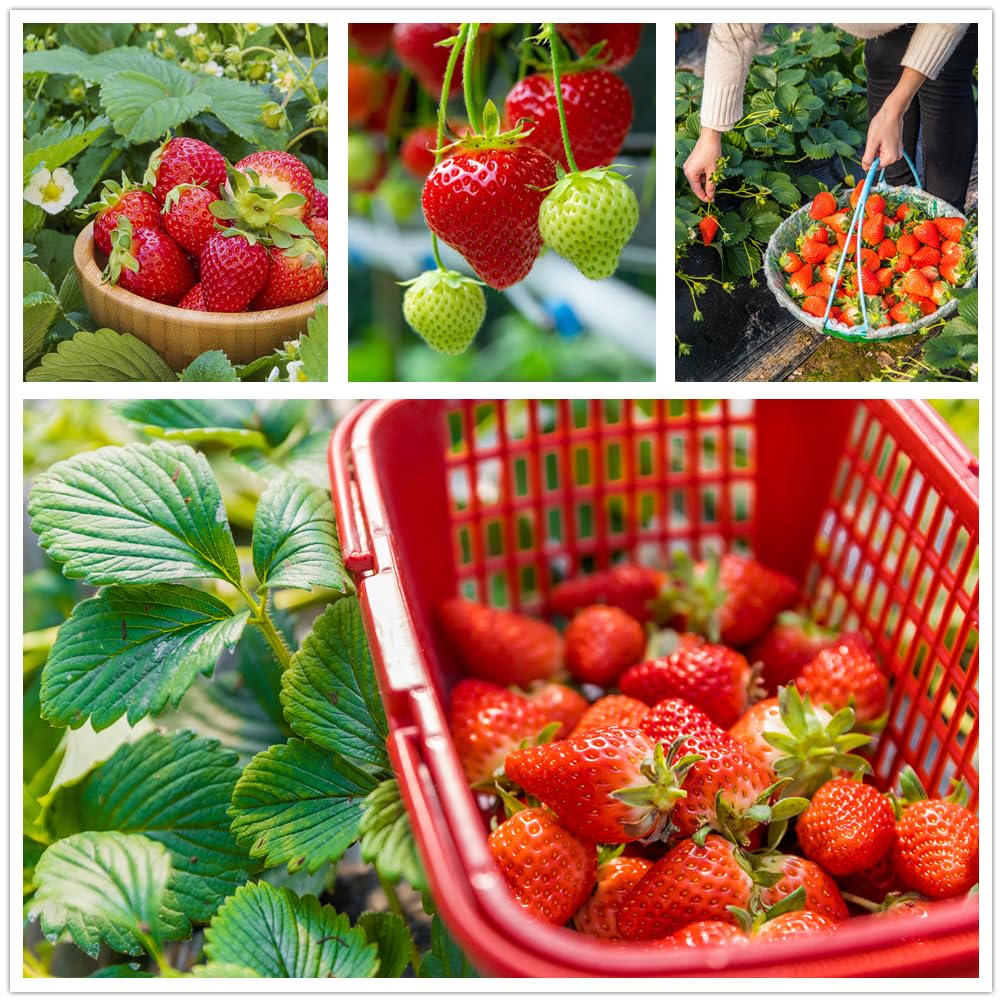Gift-ready packaging for KCT Garden strawberry seeds.