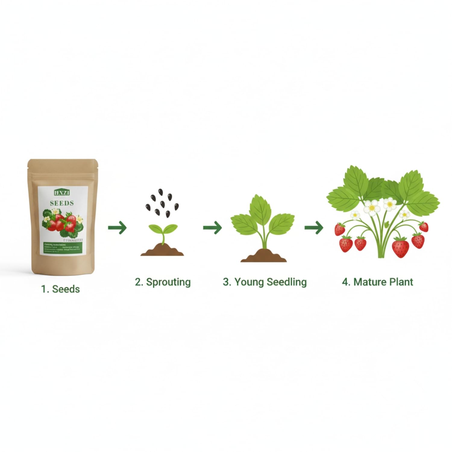 Strawberry seeds being planted in fertile, well-drained soil.