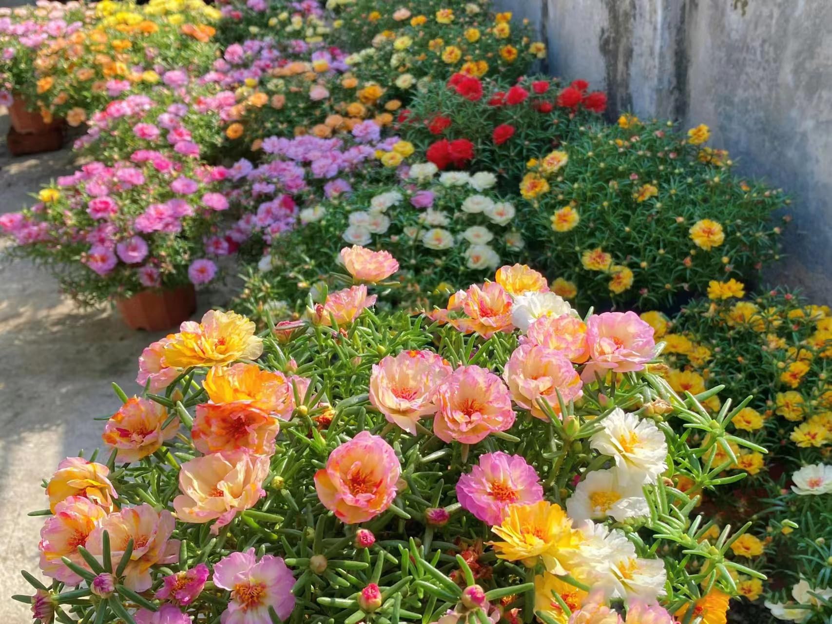 KCT GARDEN Sun-loving Moss Rose delivers reliable color throughout the season.