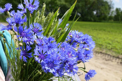 KCT GARDEN versatile for borders, meadows, or cut flowers.