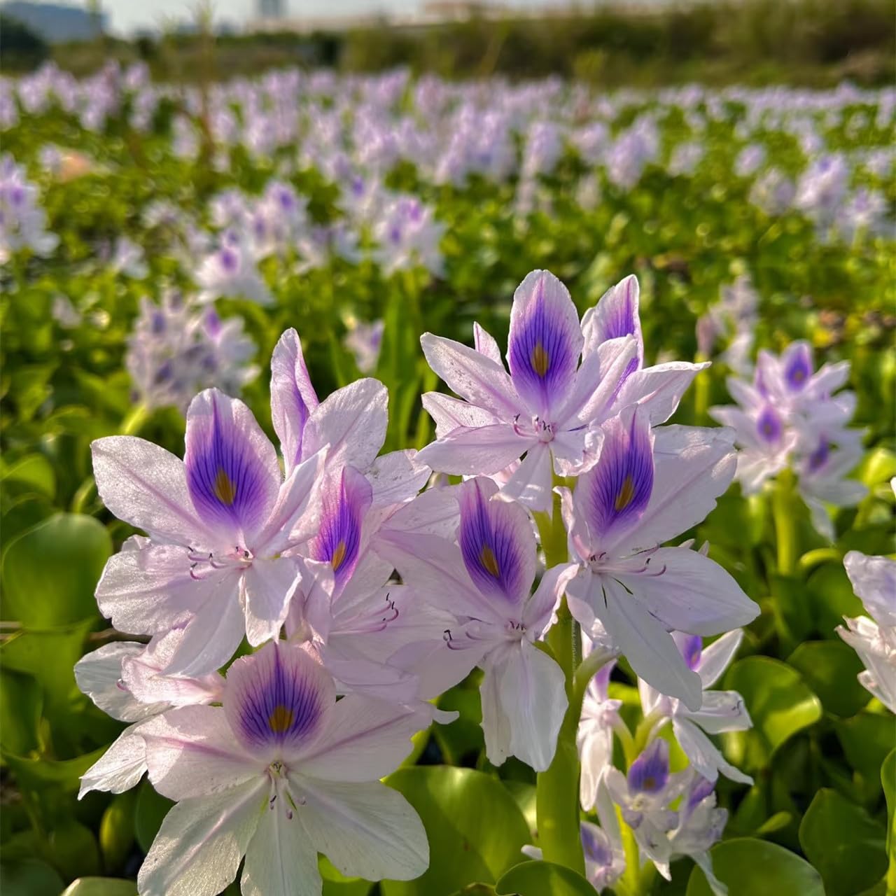 Water hyacinth leaves with purple flowers for vibrant ponds