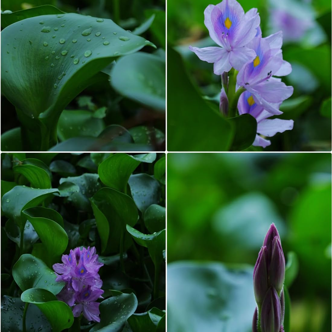 Germinating water hyacinth seeds in warm water for pond growth