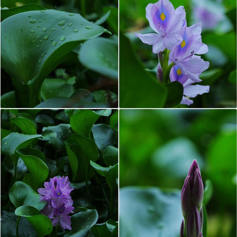 Germinating water hyacinth seeds in warm water for pond growth