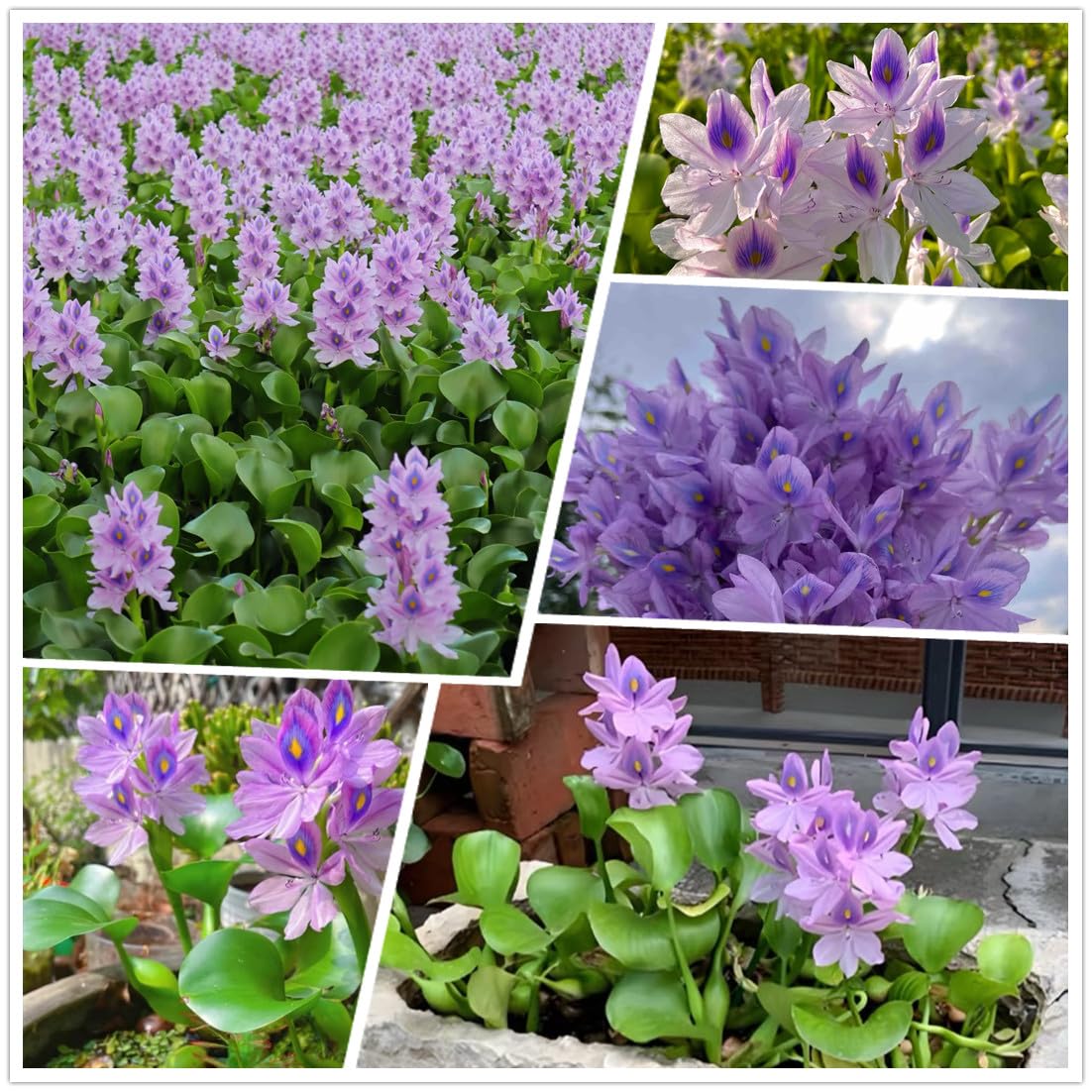 KCT GARDEN water hyacinth seeds packaging for pond planting and care