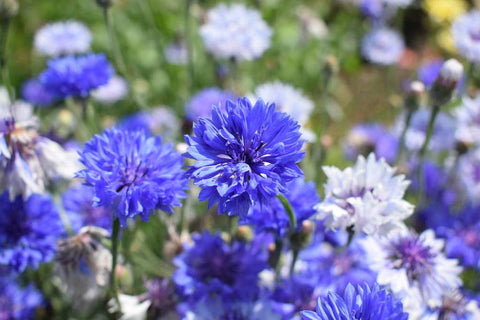 KCT GARDEN wildflower bloom closeup – detailed petals and vibrant hues in your yard.