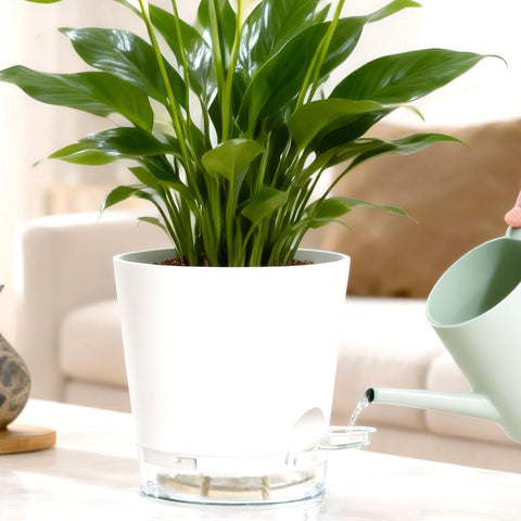 KEETUMOOD minimalist decor pot enhances modern home or office