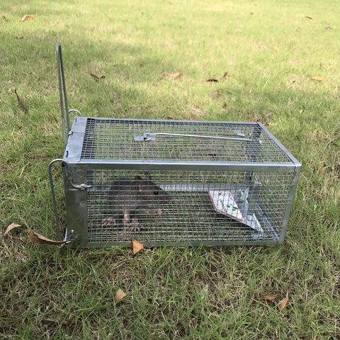 Kensizer trap release door highlights humane catch and release in action.