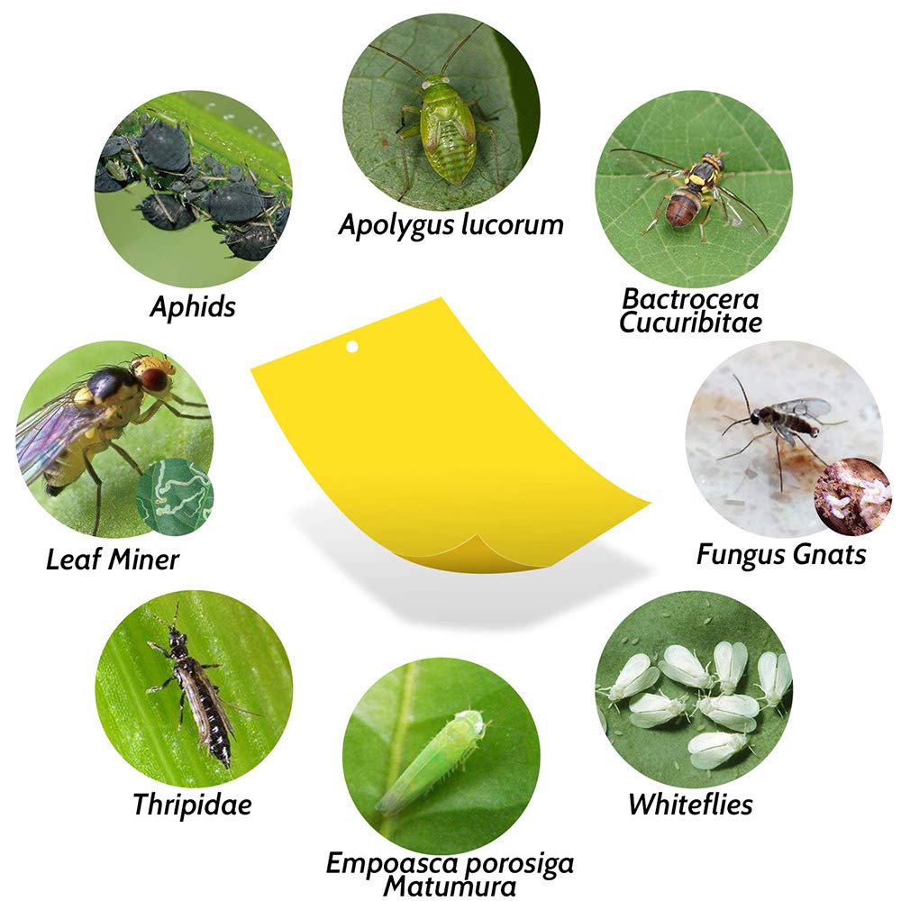 Kensizer double-sided sticky surface captures more insects per trap across garden or kitchen areas.