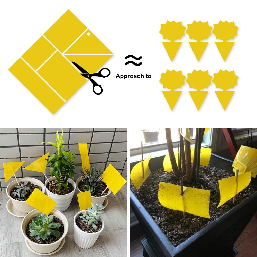 Kensizer fruit fly trap is double sided to increase captures.