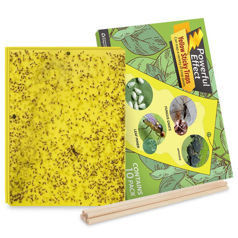 Kensizer fruit fly trap on tree attracts pests for garden protection.