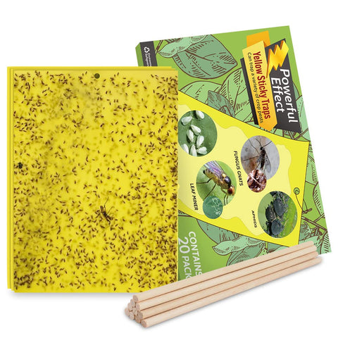 Kensizer fruit fly trap on a tree attracts gnats with bright yellow adhesive.