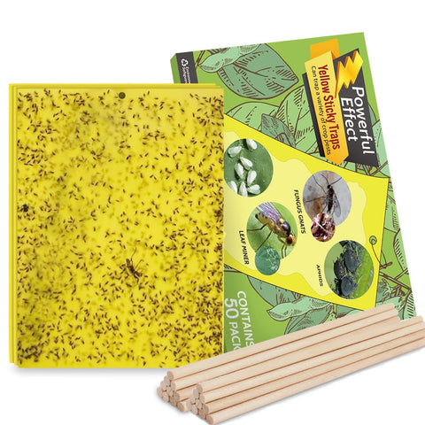 Kensizer fruit fly trap yellow pack shows 50 traps ready for indoor or outdoor use.