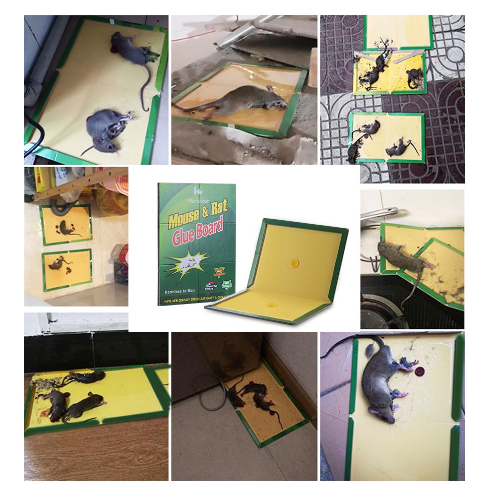 Kensizer glue trap disposal over garbage can without touching the rodent.