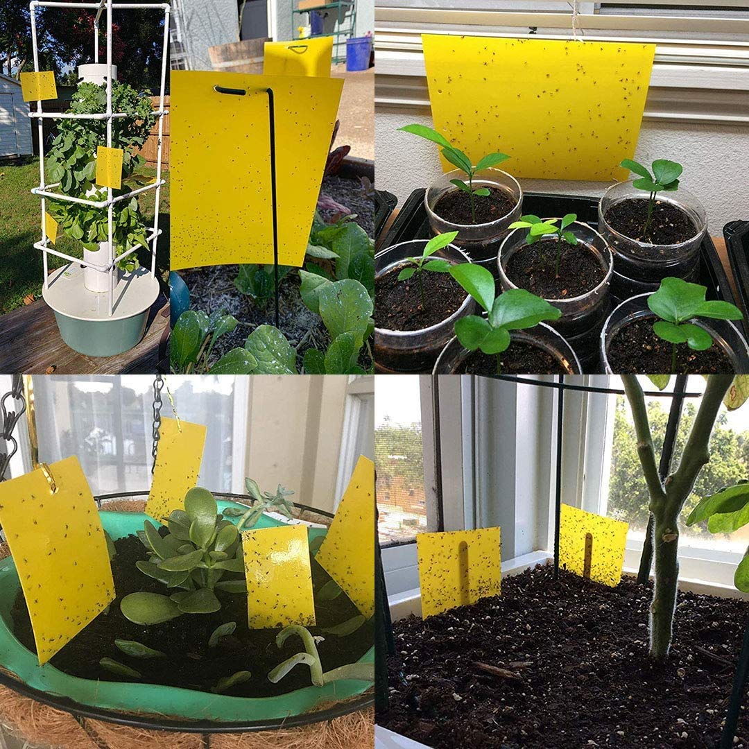 Kensizer hanging traps with twist ties shows simple deployment on trees for quick pest control.