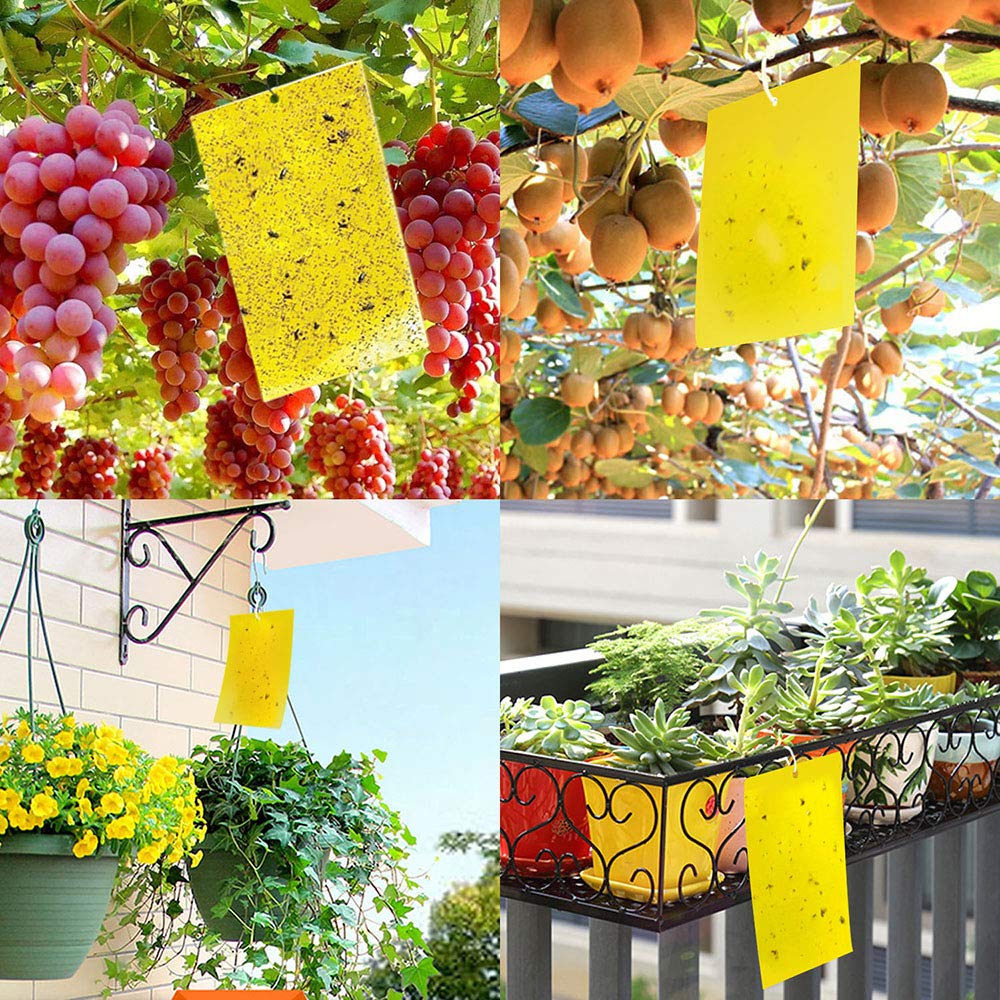 Indoor and outdoor setup around plants and waste areas with Kensizer.