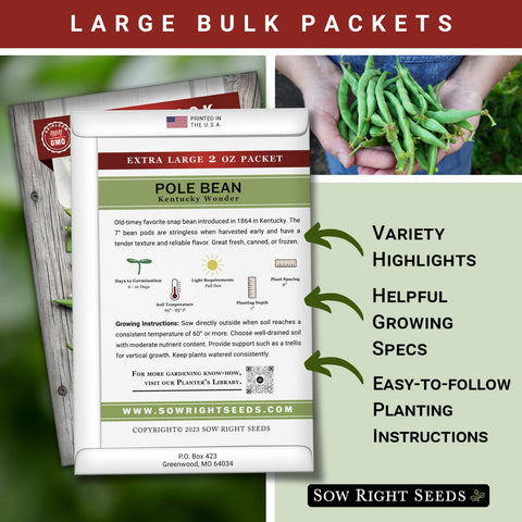 Kentucky Wonder bean pod 7-inch ideal for fresh harvest