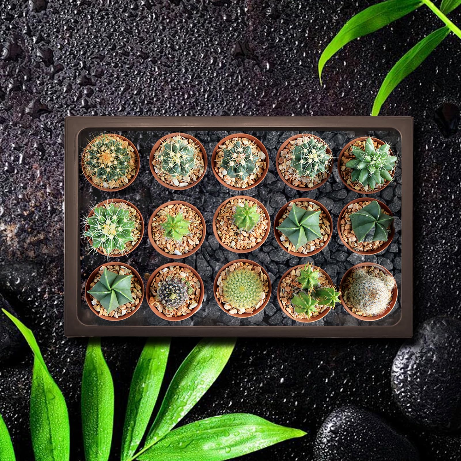 KEOHOLI humidity tray helps maintain plant moisture nearby.