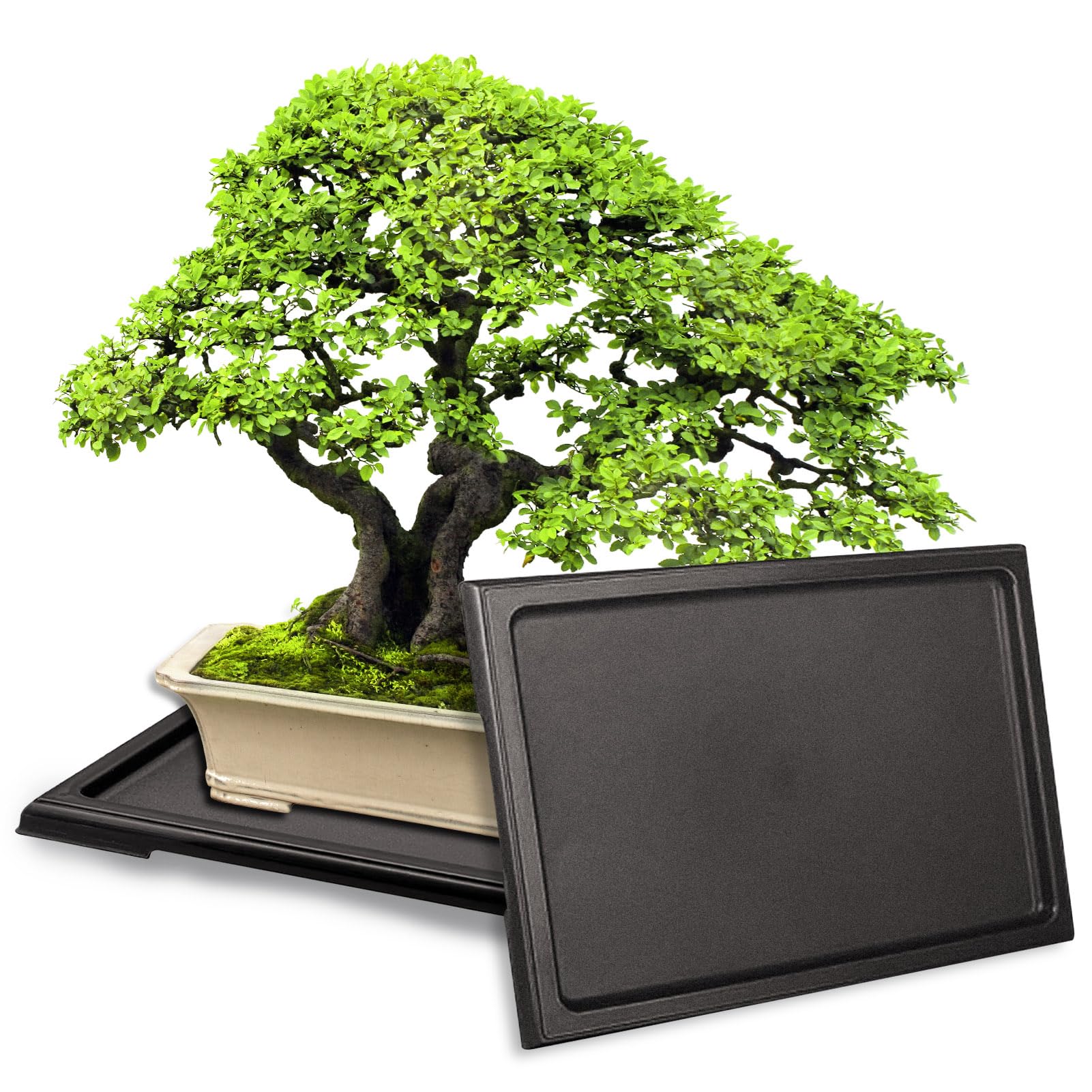 KEOHOLI bonsai tray 2-pack shows large outer dimensions and protects surfaces.
