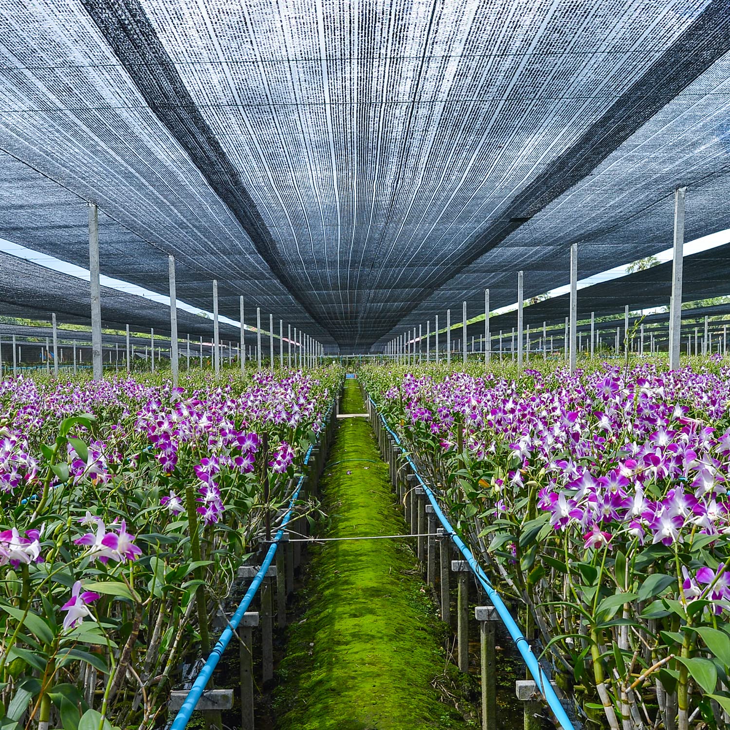 Keten multiuse shade tarp suitable for greenhouse, garden, and poolside
