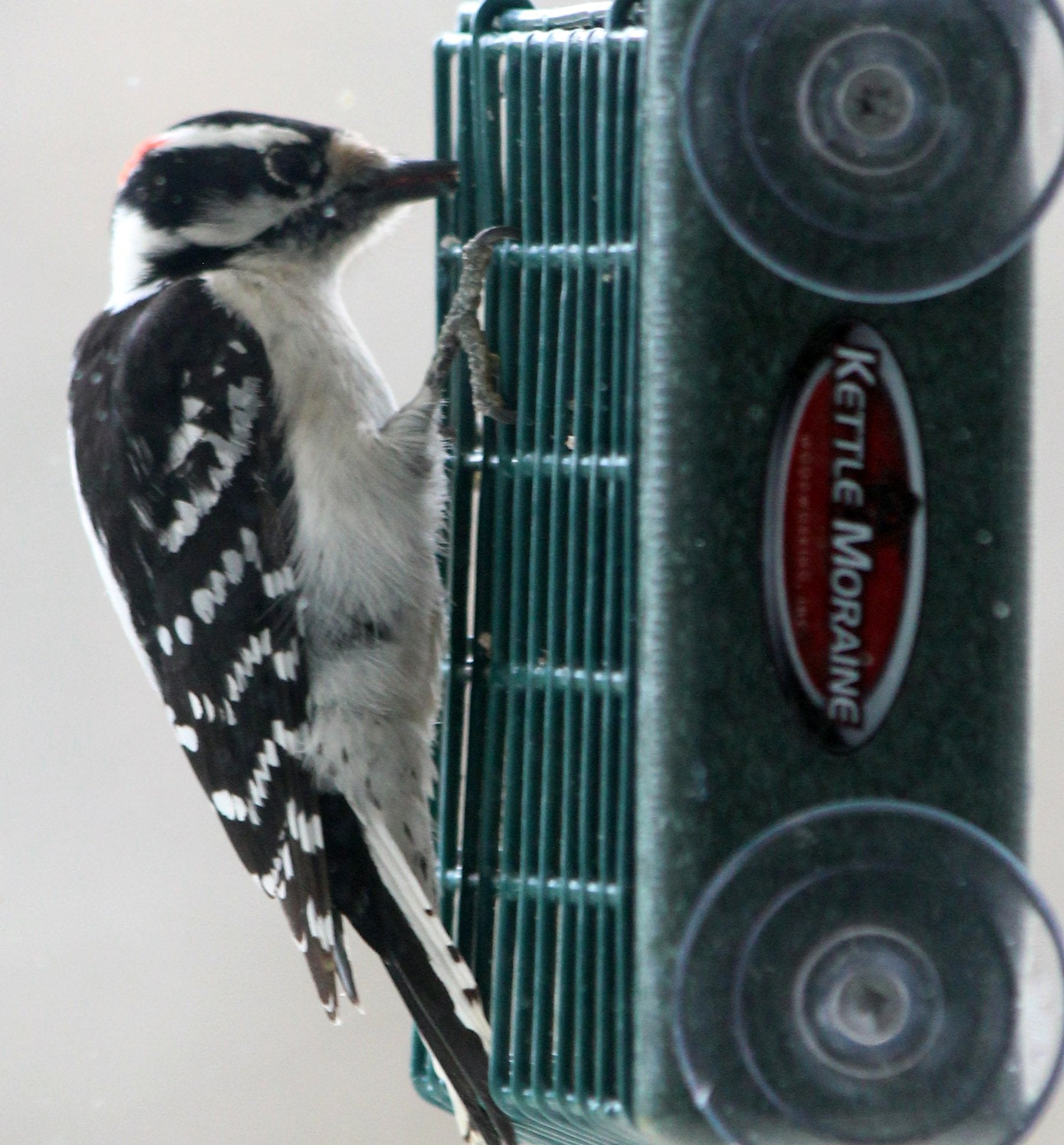 Kettle Moraine durable-woodpecker-feeder withstands outdoor use