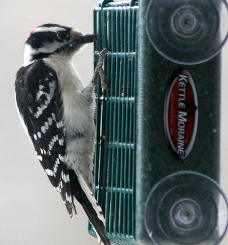 Kettle Moraine durable-woodpecker-feeder withstands outdoor use