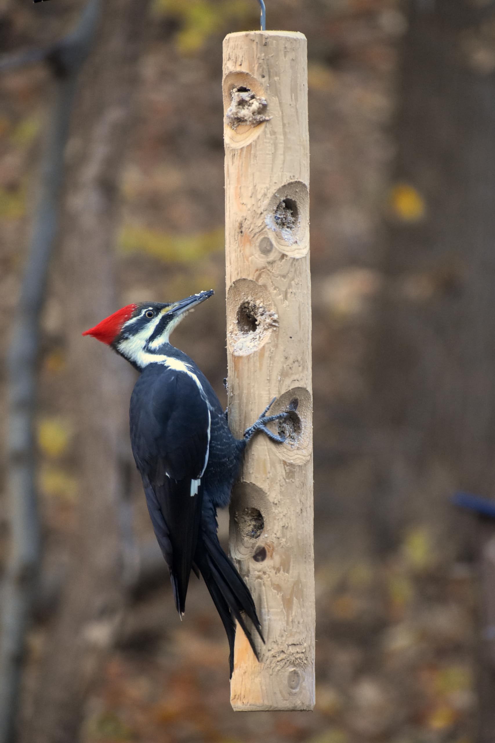 Kettle Moraine eight-hole log feeder suitable for clinging birds