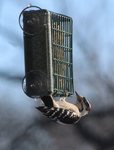 Kettle Moraine holds-one-standard-suet-cake for longer birdwatching sessions