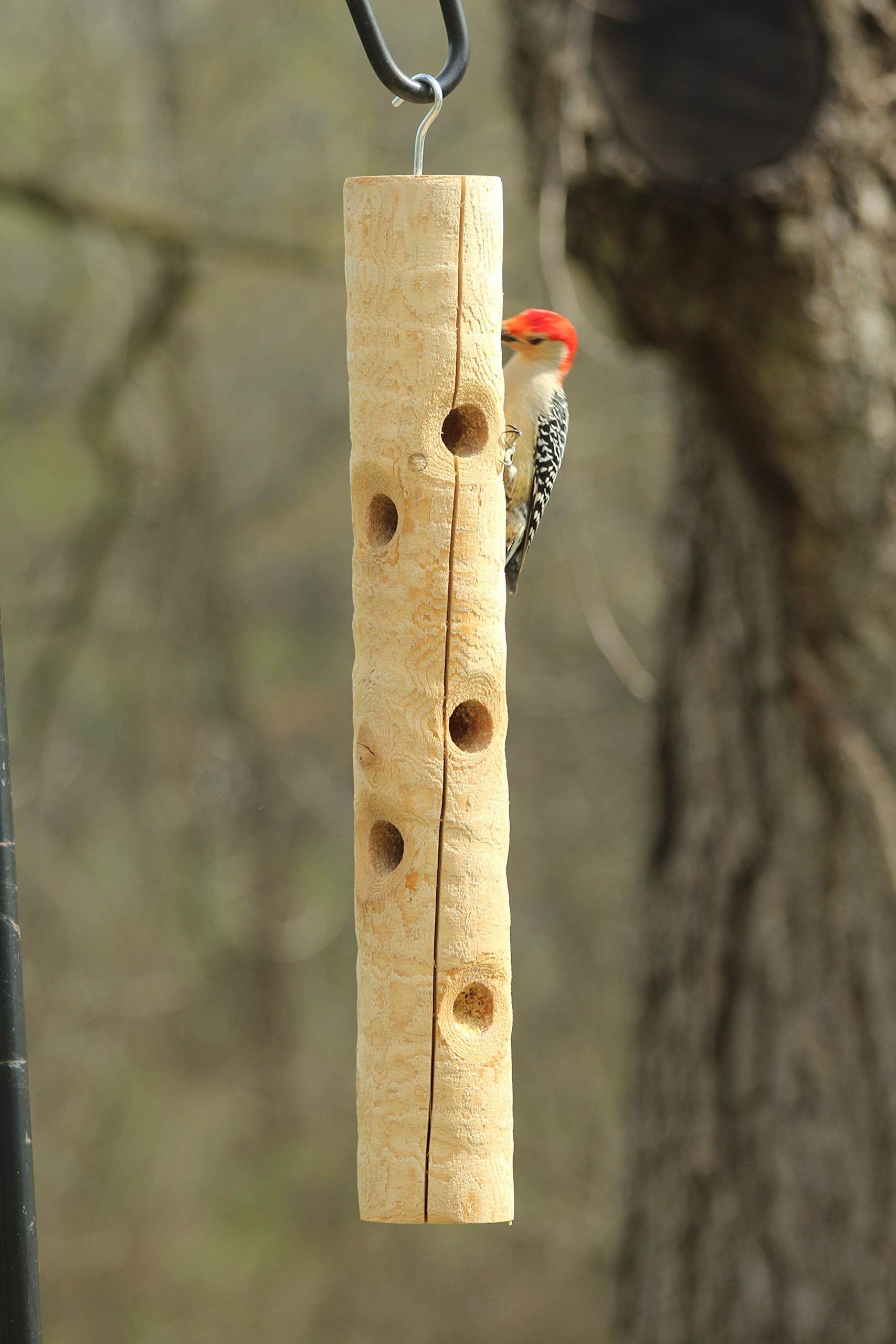 Kettle Moraine cedar log with cracks filled using suet and seeds