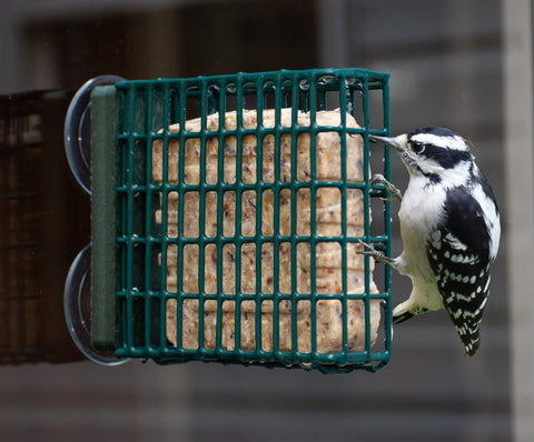 Kettle Moraine two-suction-cups secure the feeder firmly on glass