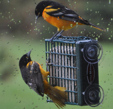 Kettle Moraine window-feeder-dimensions fit compact spaces