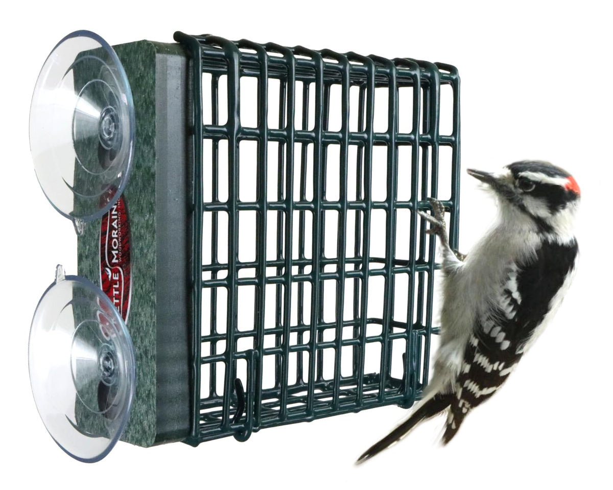 Kettle Moraine window-mount suet feeder offers easy woodpecker viewing from indoors
