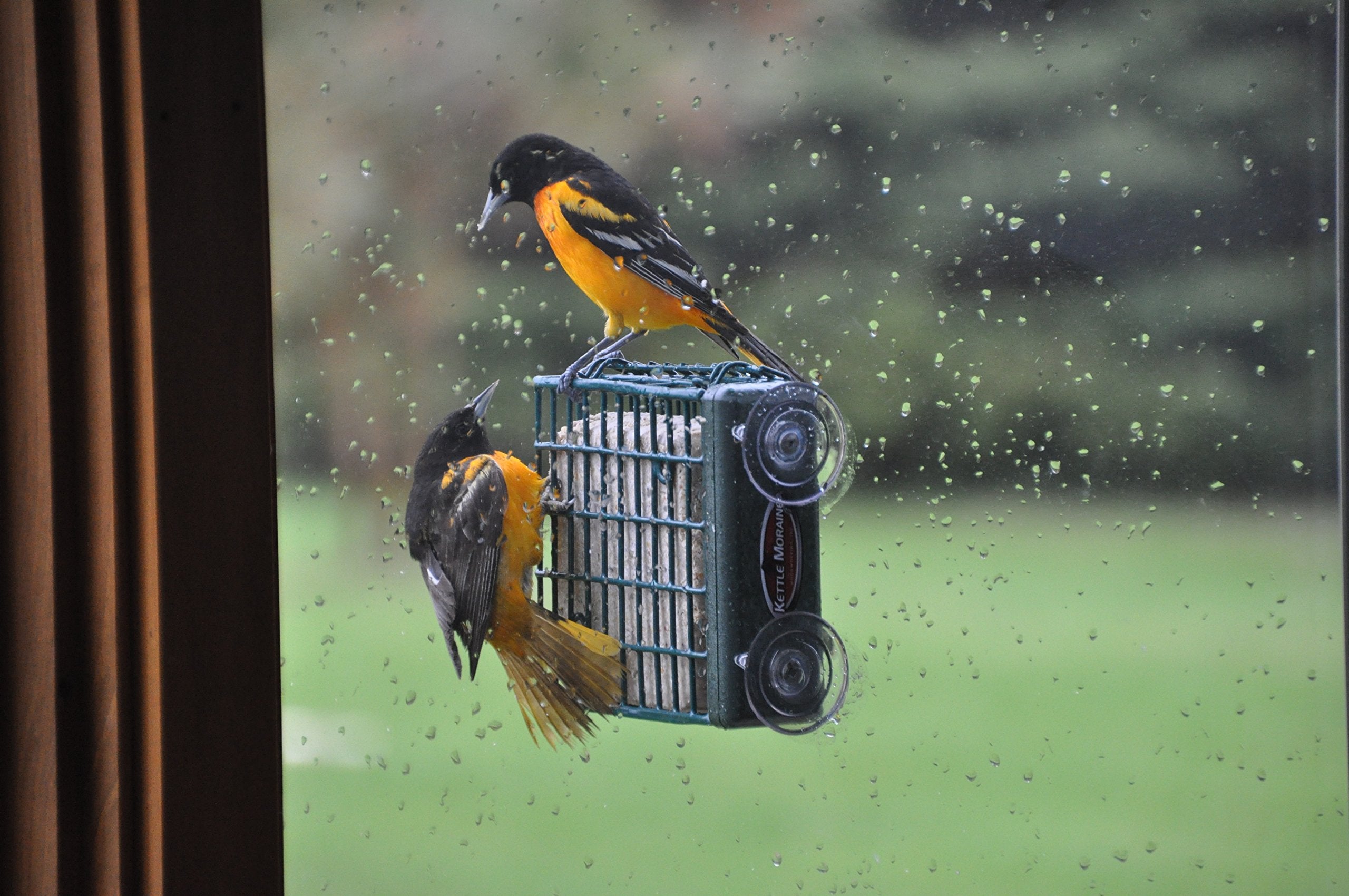 Kettle Moraine woodpecker-friendly-design encourages energetic birds to explore