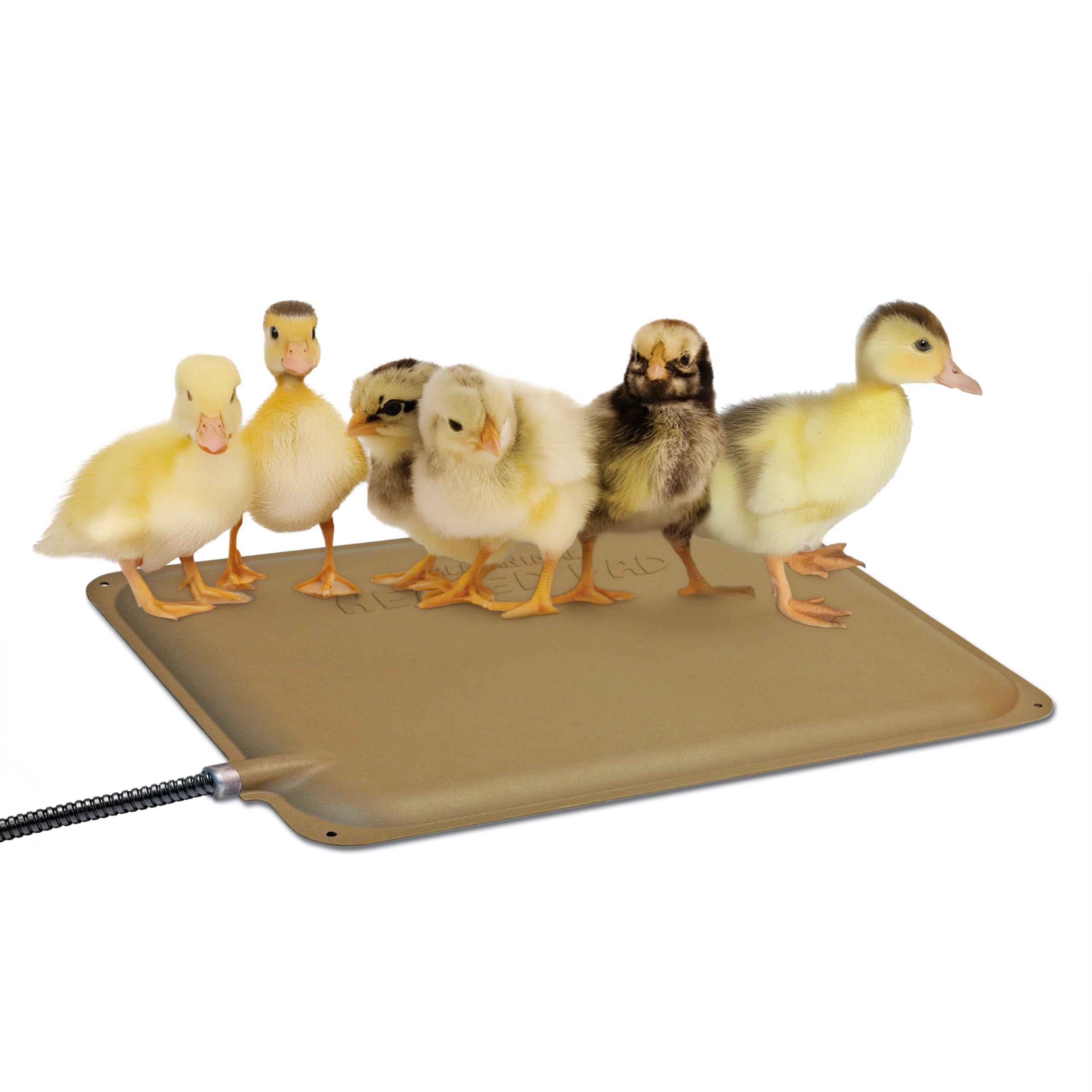 K&amp;H Thermo-Peep heat pad on coop floor warms chicks safely