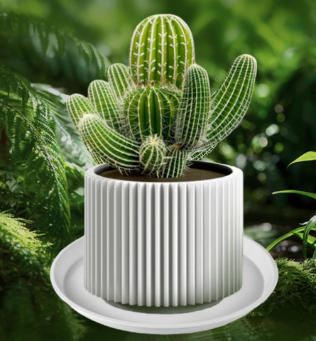 Kichwit versatile plant tray doubles as art tray for small items.