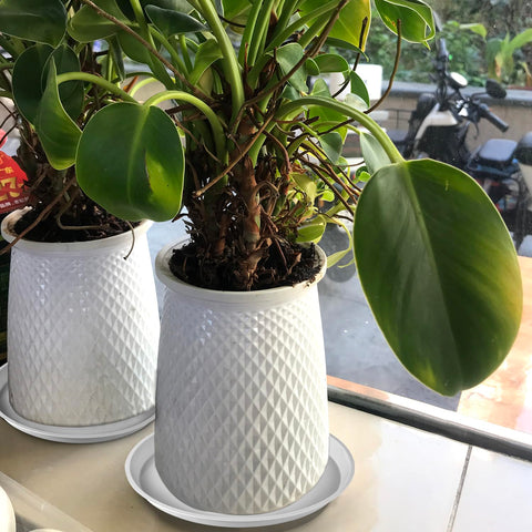 Kichwit deep saucer serves as balcony water receptacle for plants.
