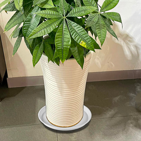 Kichwit neutral white saucer blends with decor while hosting drainage.