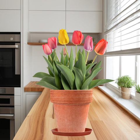 Kichwit saucer effectively catches drips to keep surfaces clean.