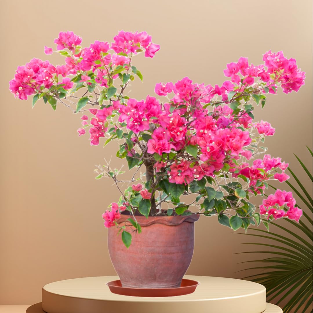 Kichwit saucer is easy to clean and store between plant care sessions.