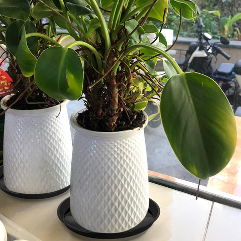 Kichwit round black saucer for indoor outdoor use beside a plant