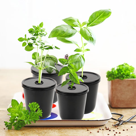Kiicii Kratky eight-planter unit displayed for compact home herb garden